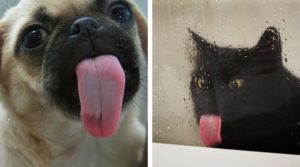 chat et chien qui lechent une vitre humide