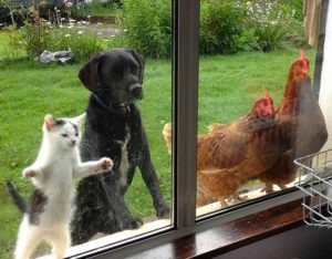 un chat, un chien et des poules regardent par la fenêtre
