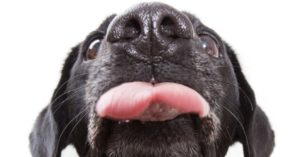 chien noir qui leche une vitre