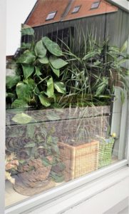 plante sur une fenêtre