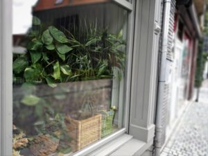 plantes verte découvrez toutes les solutions pour remplacer vos rideaux